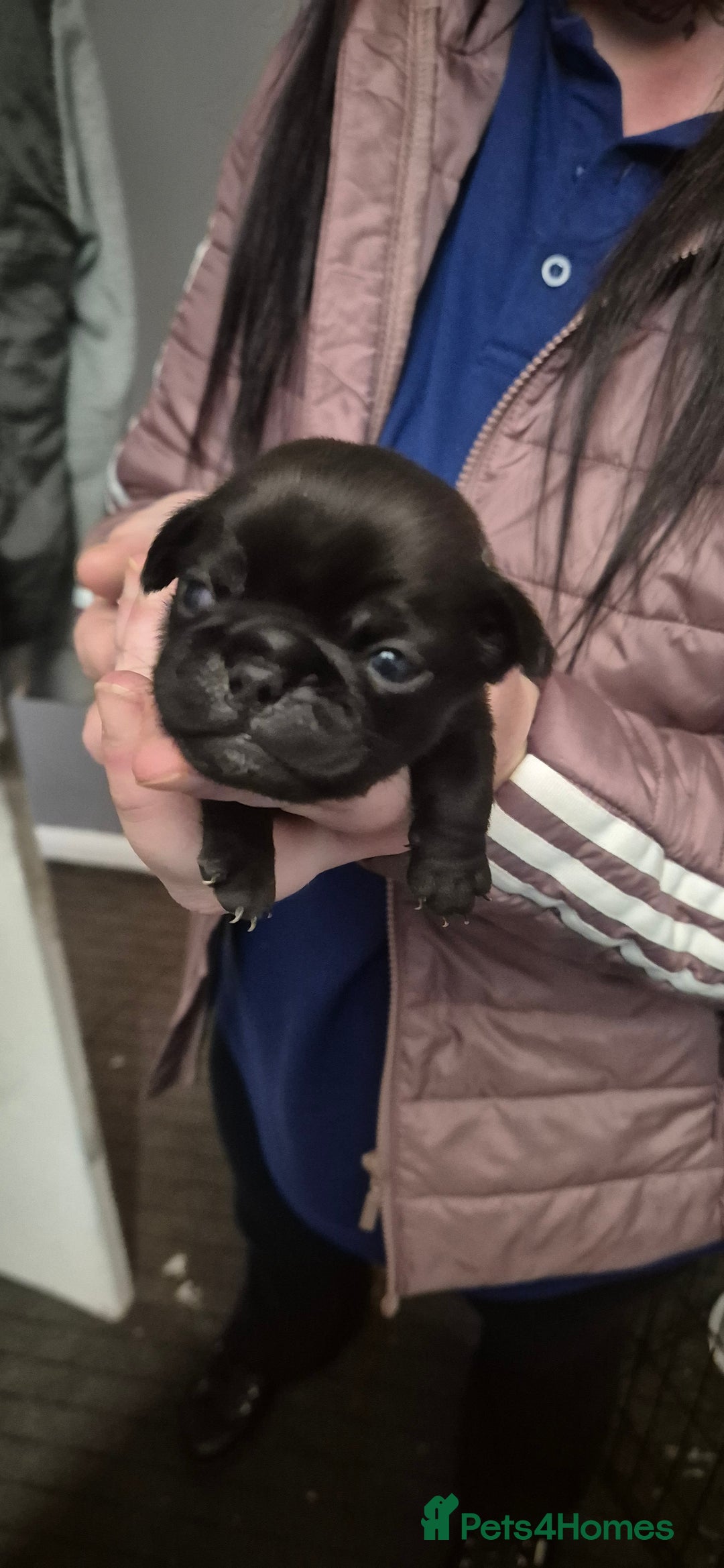Pug dogs for sale: 4 beautiful pugs  - Image 14
