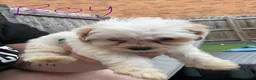 Maltipoo dogs for sale: Maltipoo puppies  - Advert 8