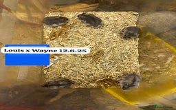 Hamster rodents for sale: Beautiful baby hamsters. Syrian and Russian Dwarf - Image 26
