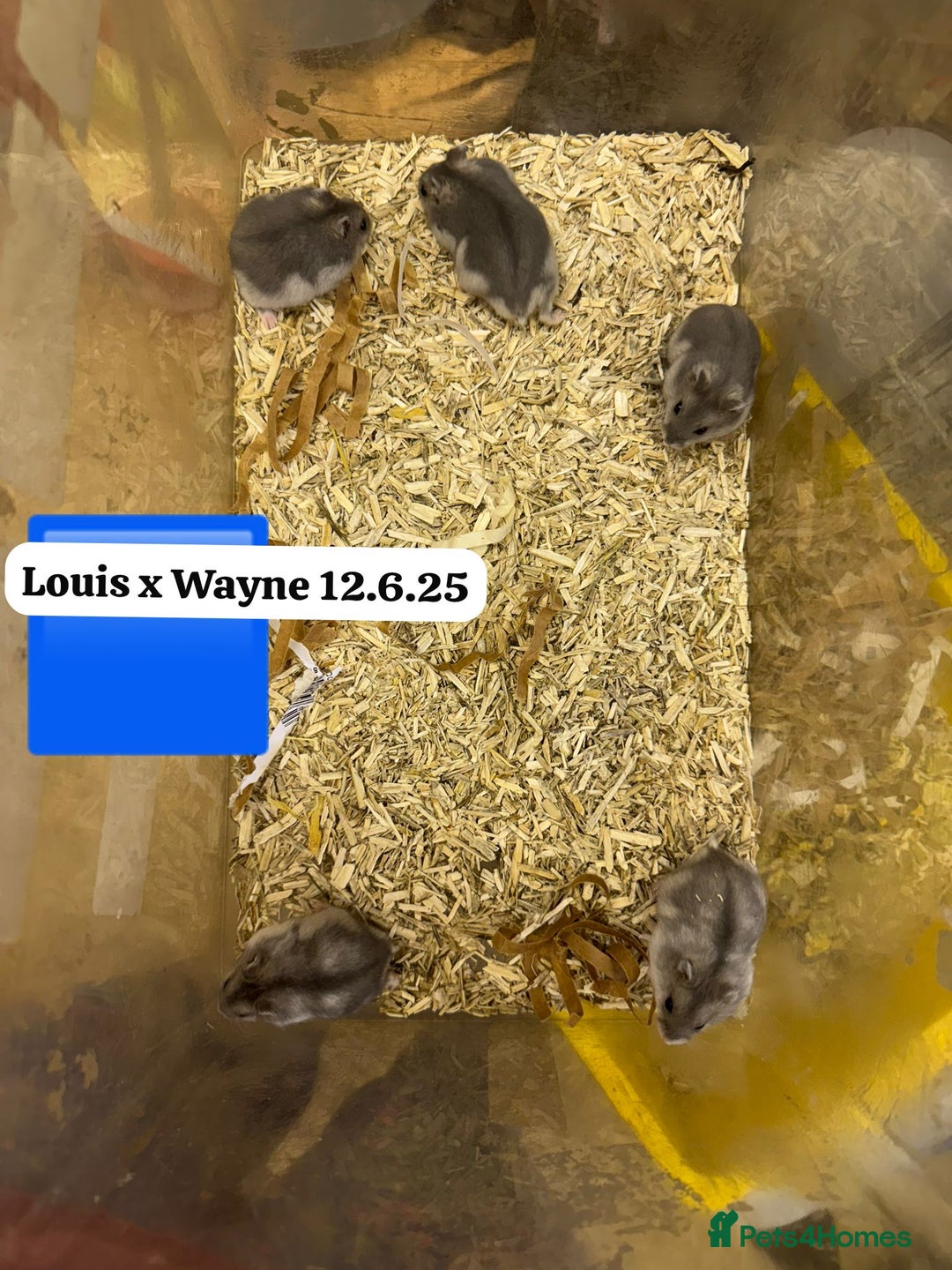 Hamster rodents for sale: Beautiful baby hamsters. Syrian and Russian Dwarf - Image 26