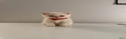Scottish Fold cats for sale: ⭐️ 5 Beautiful Scottish Folds! ⭐️ - Advert 15