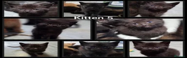 Kitten 5