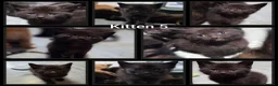 Domestic Shorthair cats for sale: 5 Beautiful female kittens for sale  - Advert 28