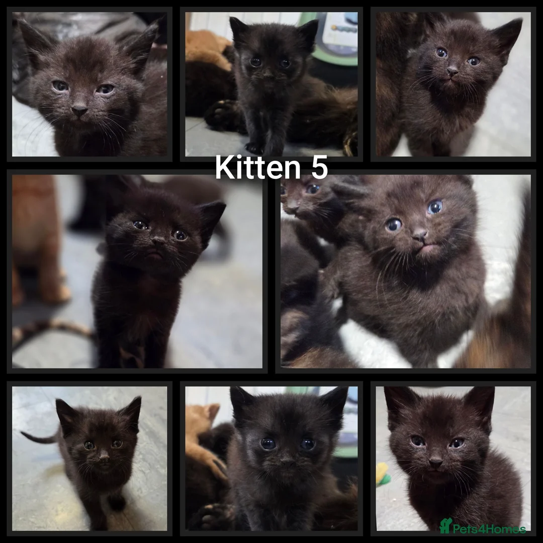Domestic Shorthair cats for sale: 5 Beautiful female kittens for sale  - Advert 28