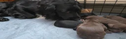 Cocker Spaniel dogs for sale: Cocker Spaniels  - Advert 5