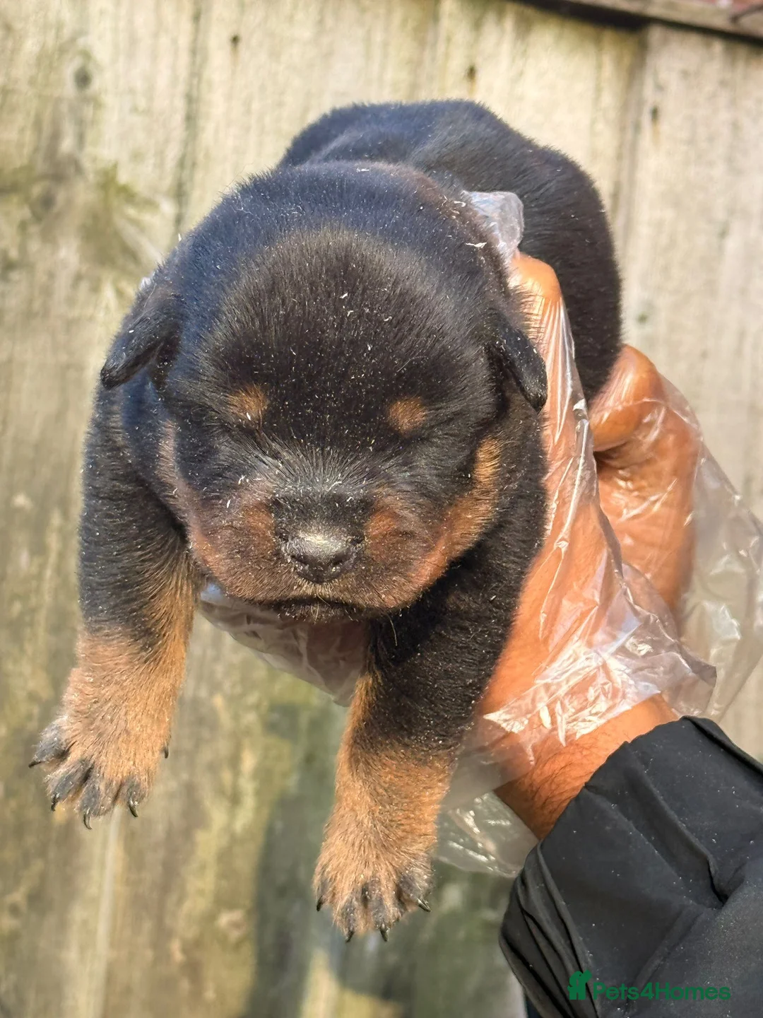 Rottweiler dogs for sale: Top quality kc pups for sale timitor X edelstein - Advert 38