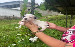 English Setter dogs for adoption: Setter x Pups (Rina's Puppies) - Image 25