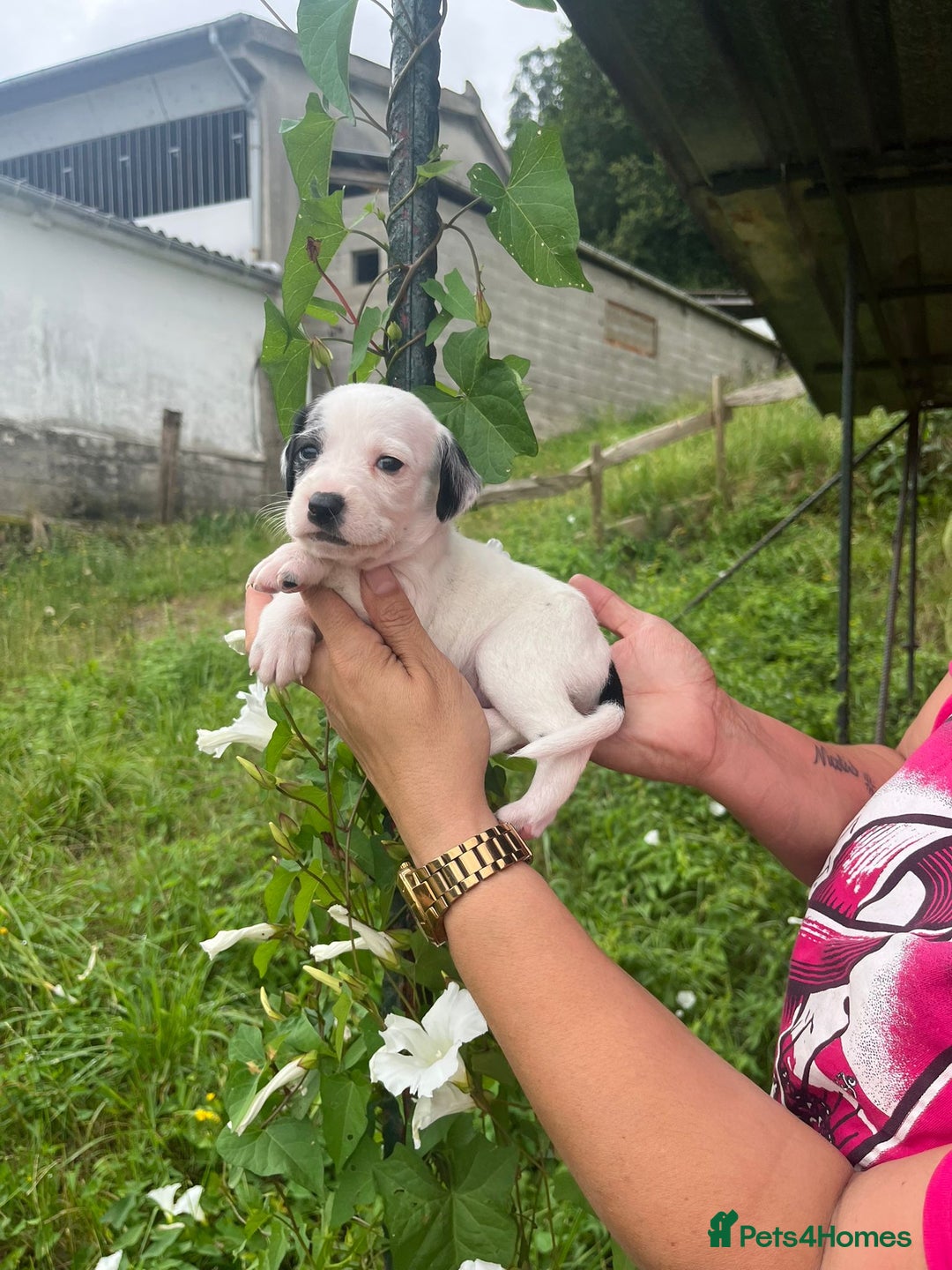 English Setter dogs for adoption: Setter x Pups (Rina's Puppies) - Image 25