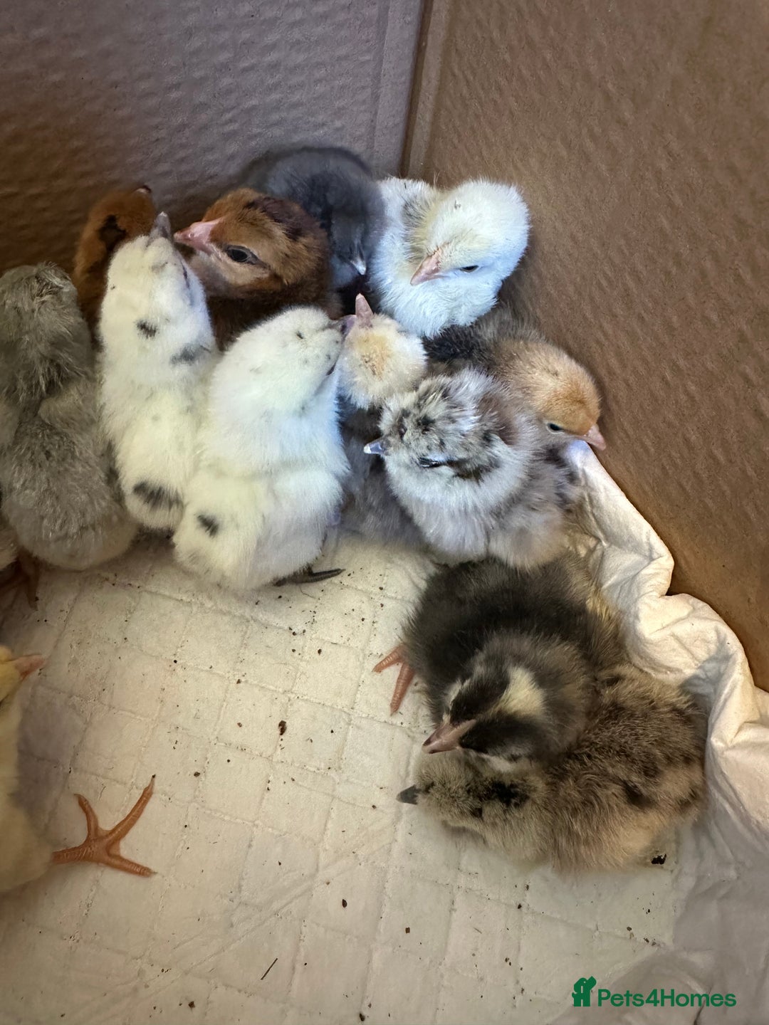 Chickens poultry for sale: Chicks silkie polish pekin hybrids pure breeds  - Image 3