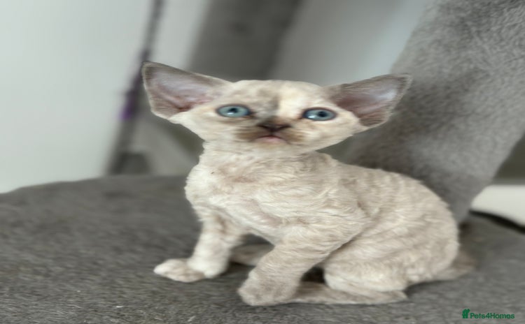 Devon Rex cats - Advert 2