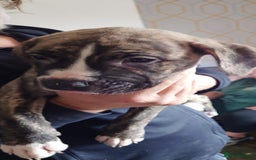 Mixed Breed dogs for sale: Looking for there forever home  - Image 5
