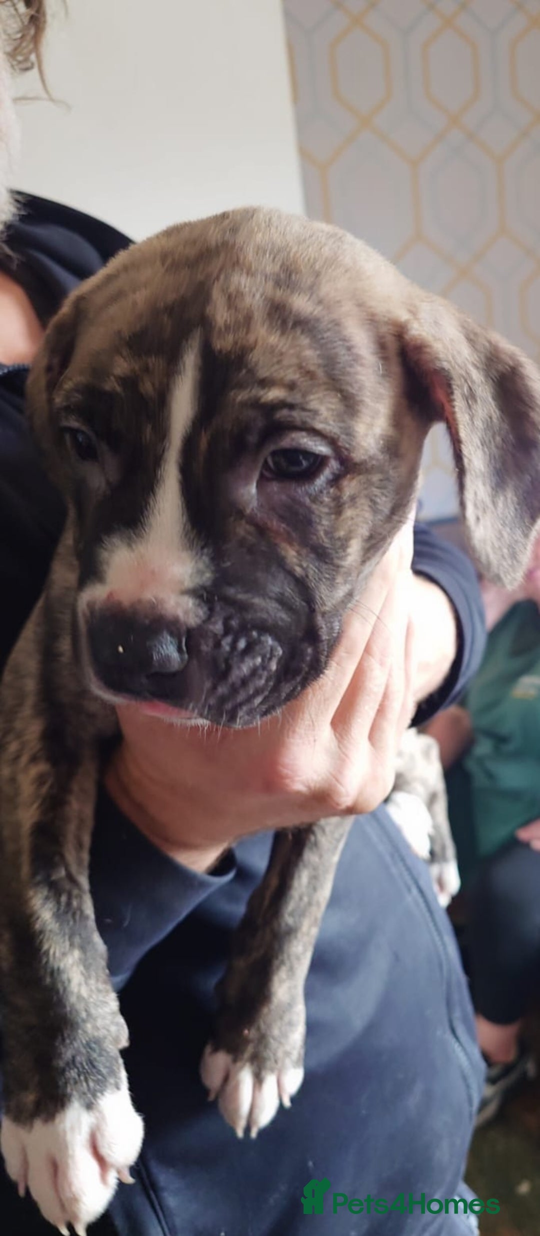 Mixed Breed dogs for sale: Looking for there forever home  - Image 5