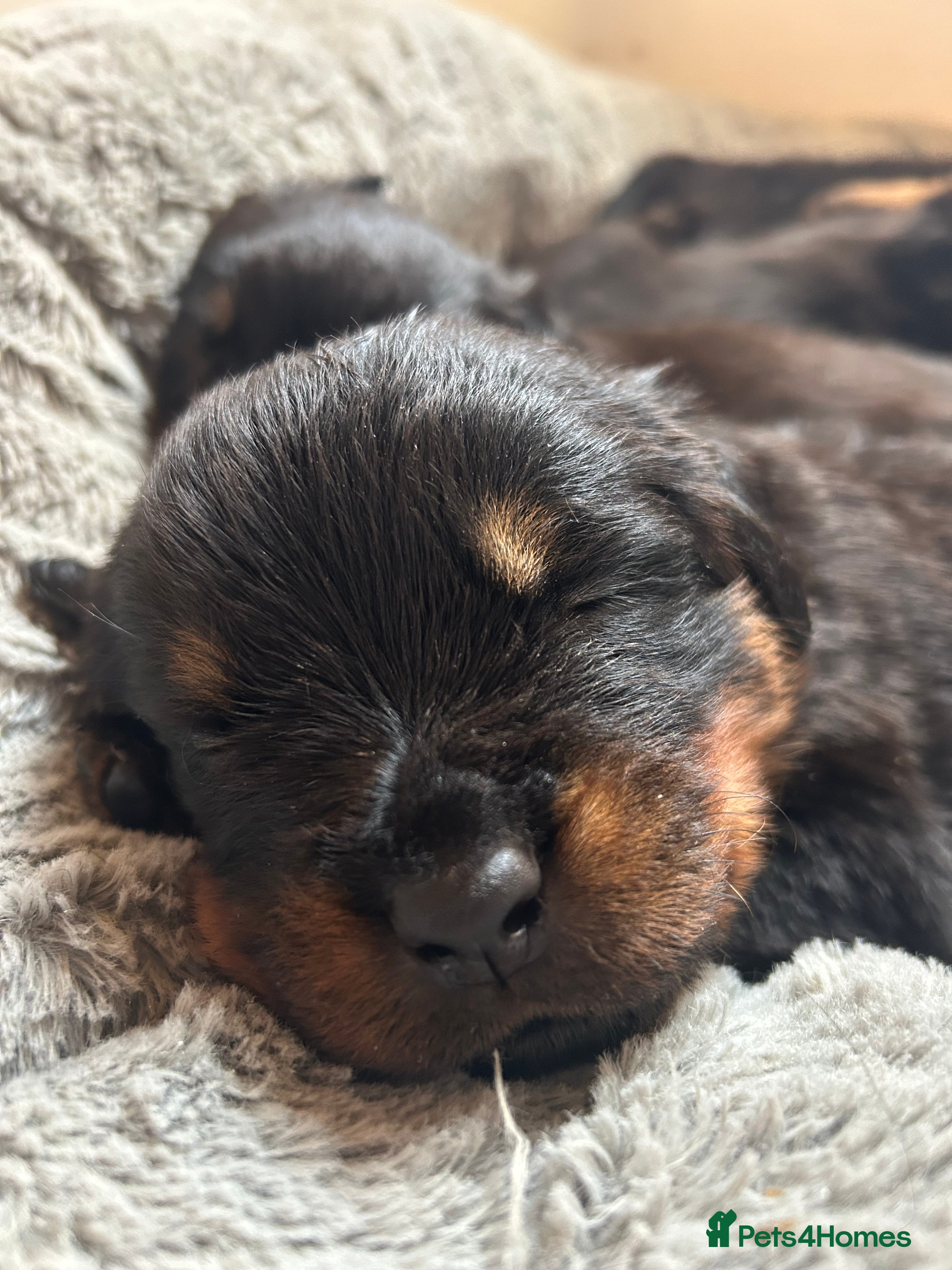 Rottweiler dogs Rottweilers top health tested parents - Advert 6