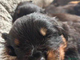 Rottweiler dogs Rottweilers top health tested parents - Advert 6