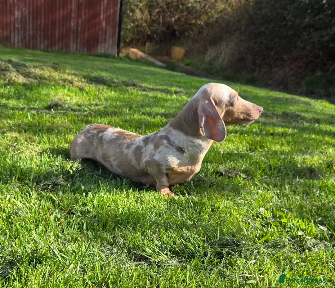 Miniature Dachshund dogs for sale: RETIRMENT HOME ONLY FOR MARLENE  - Advert 1
