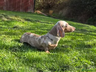 Miniature Dachshund dogs Retirement home required for our precious Marlene - Advert 9