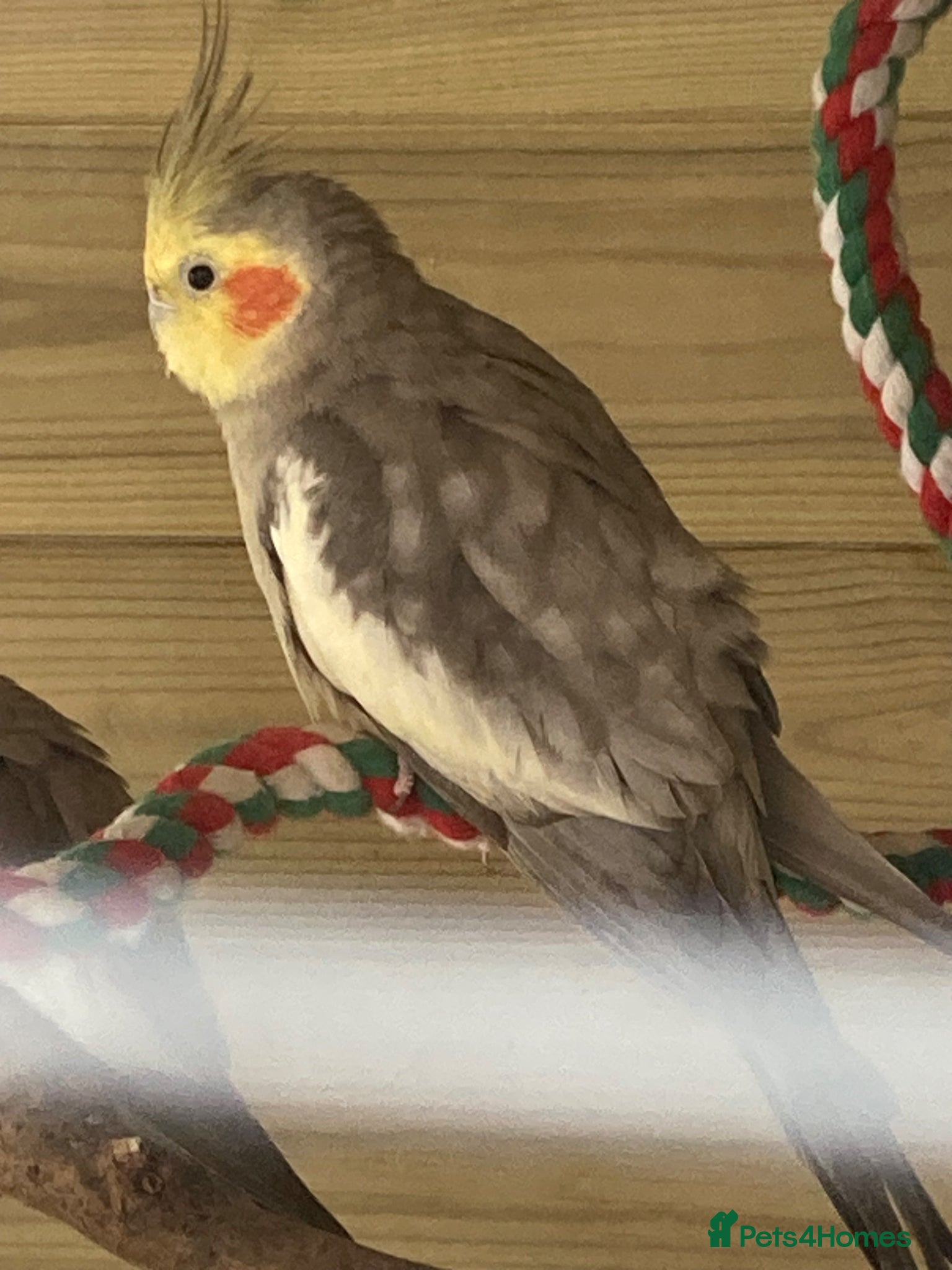 Cockatiels birds Year Old Natural Grey Male Cockatiel  - Advert 1