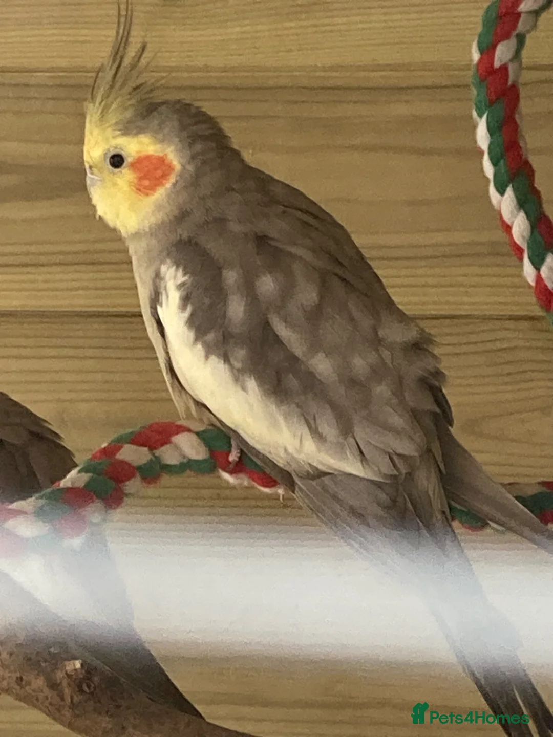 Cockatiels birds for sale: Year Old Natural Grey Male Cockatiel  - Advert 1