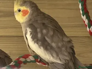 Cockatiels birds Year Old Natural Grey Male Cockatiel - Advert 1