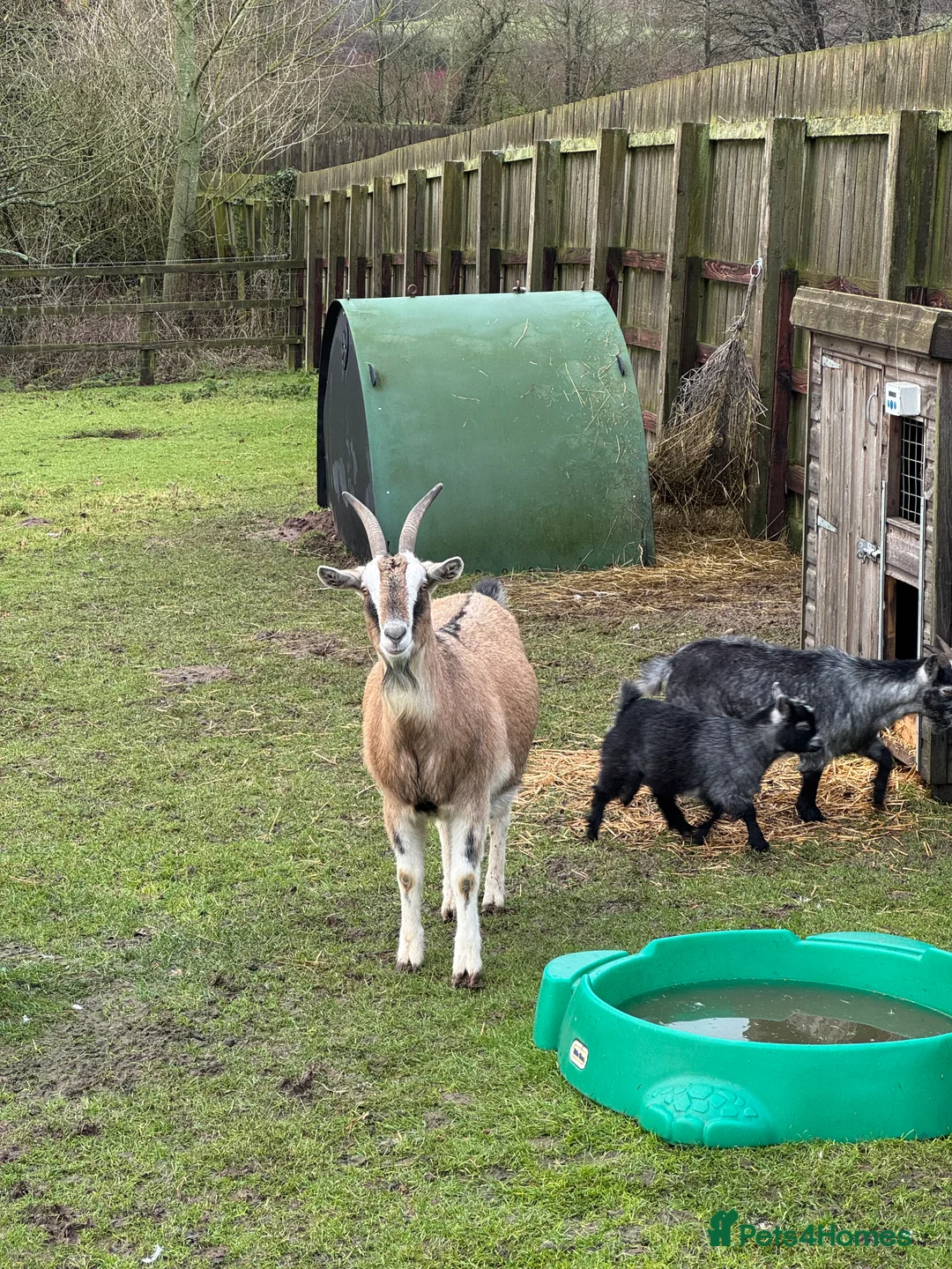 Goats livestock for sale: Nanny goat in kid.   - Advert 3