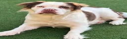 Olde English Bulldogge dogs for sale: EXCEPTIONAL QUALITY FLUFFY OLDE ENGLISH BULLDOGS ✨ - Advert 15