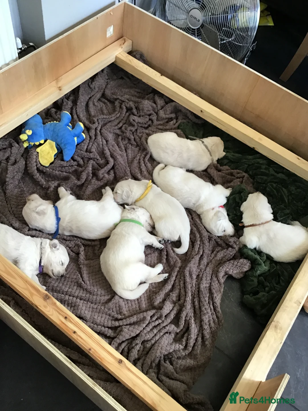 Golden Retriever dogs for sale: 7 gorgeous babies - Advert 10