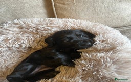 Cocker Spaniel dogs for sale: Beautiful Cocker Spaniels  - Image 11