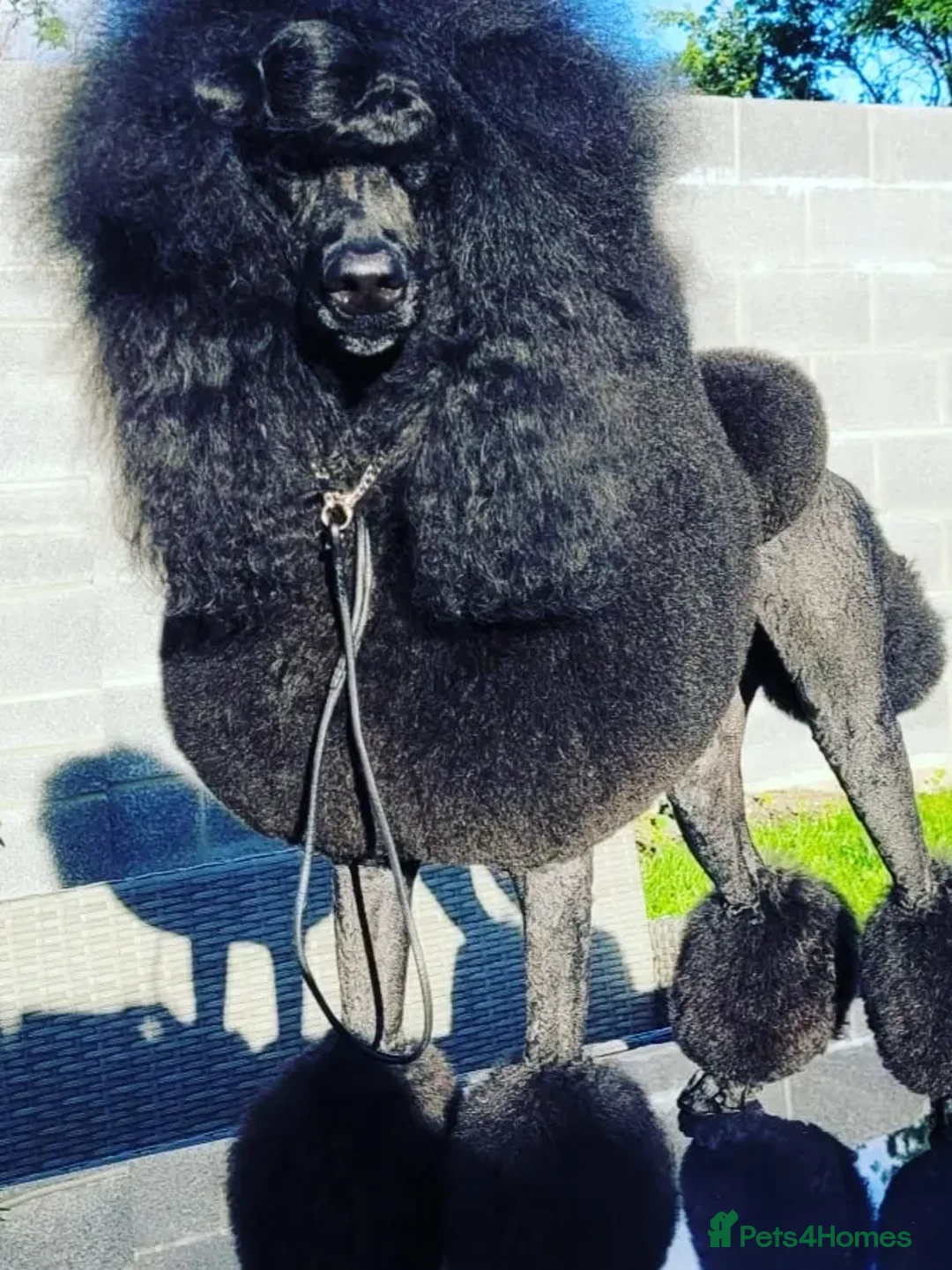 Standard Poodle dogs for sale: KC Standard poodles puppies from Champion lines - Advert 1