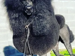 Standard Poodle dogs KC Standard poodles puppies from Champion lines - Advert 2