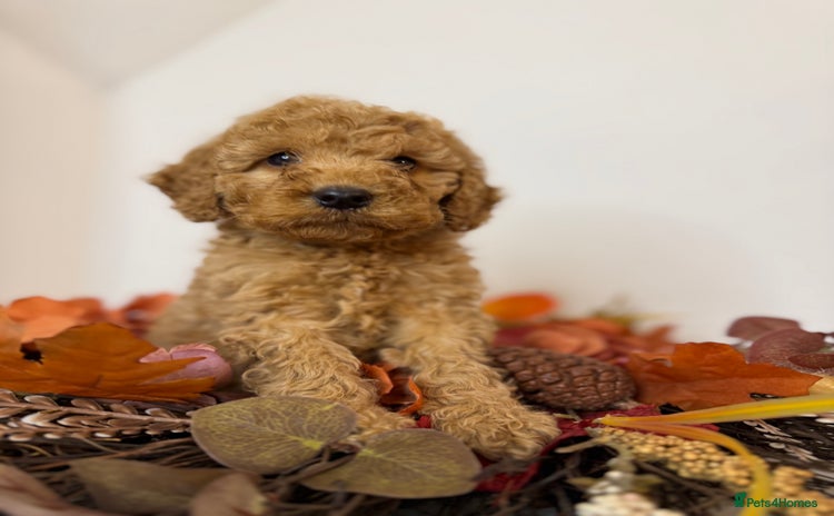 Cockapoo dogs - Advert 13
