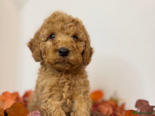 Cockapoo dogs - Advert 19