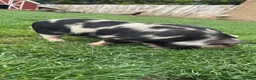 Pig livestock for sale: Gorgeous kunekune gilt for sale.  - Advert 6