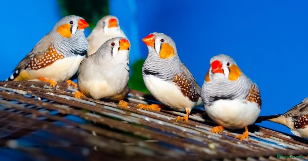 Finches birds MIXED ZEBRA FINCHES - Advert 2