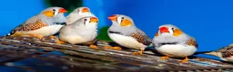 Finches birds for sale: MIXED ZEBRA FINCHES - Advert 1