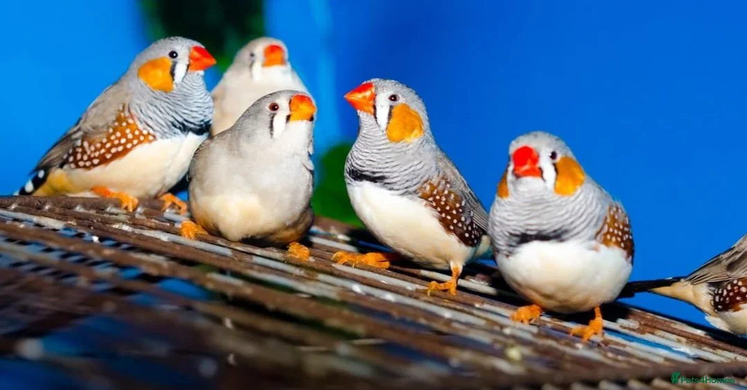 Finches birds for sale: MIXED ZEBRA FINCHES - Advert 1