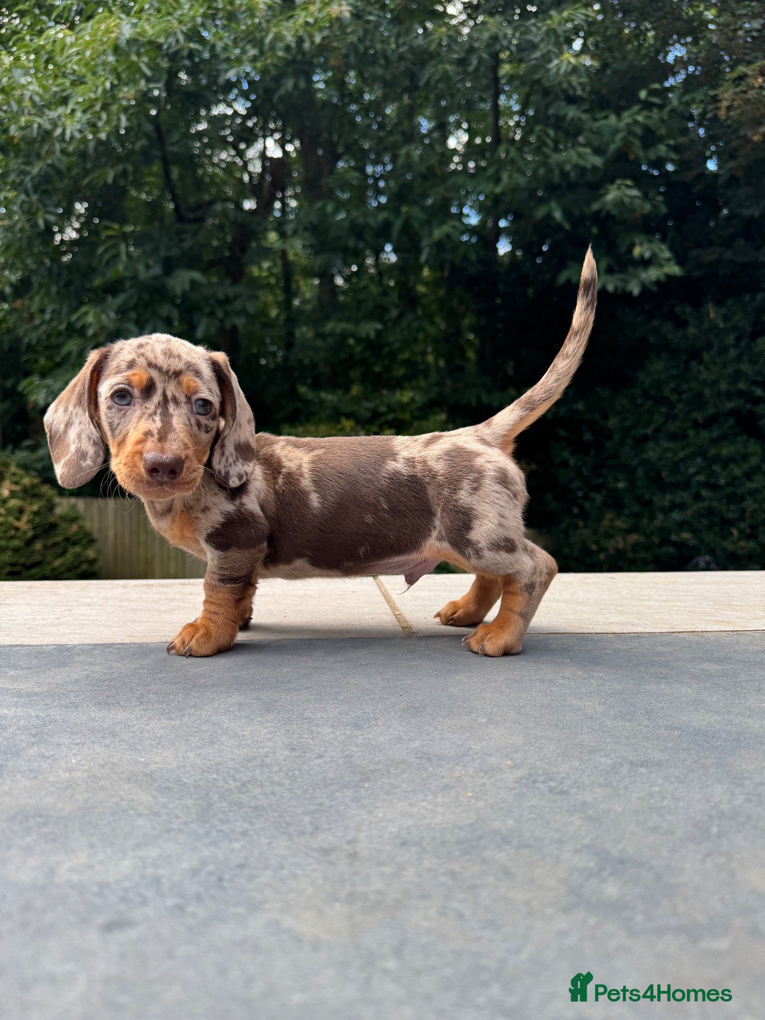 Miniature Dachshund dogs Miniature Dachshunds. PRA clear. 5 star breeder. - Advert 7