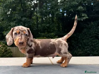 Miniature Dachshund dogs Miniature Dachshunds. PRA clear. 5 star breeder. - Advert 7