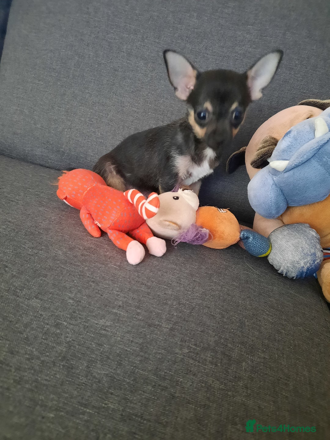 Chihuahua dogs for sale: Lovely chihuahua puppies! - Image 18