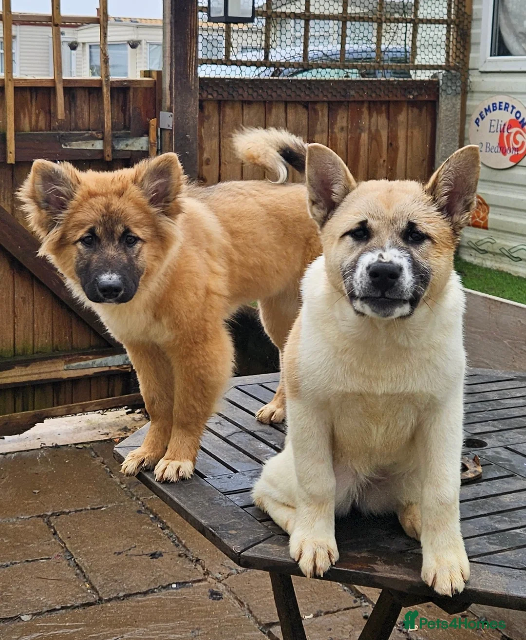 Mixed Breed dogs for sale: Akita/malamute mix in Tonbridge - Advert 1