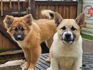 Mixed Breed dogs Akita/malamute mix in Tonbridge - Advert 3