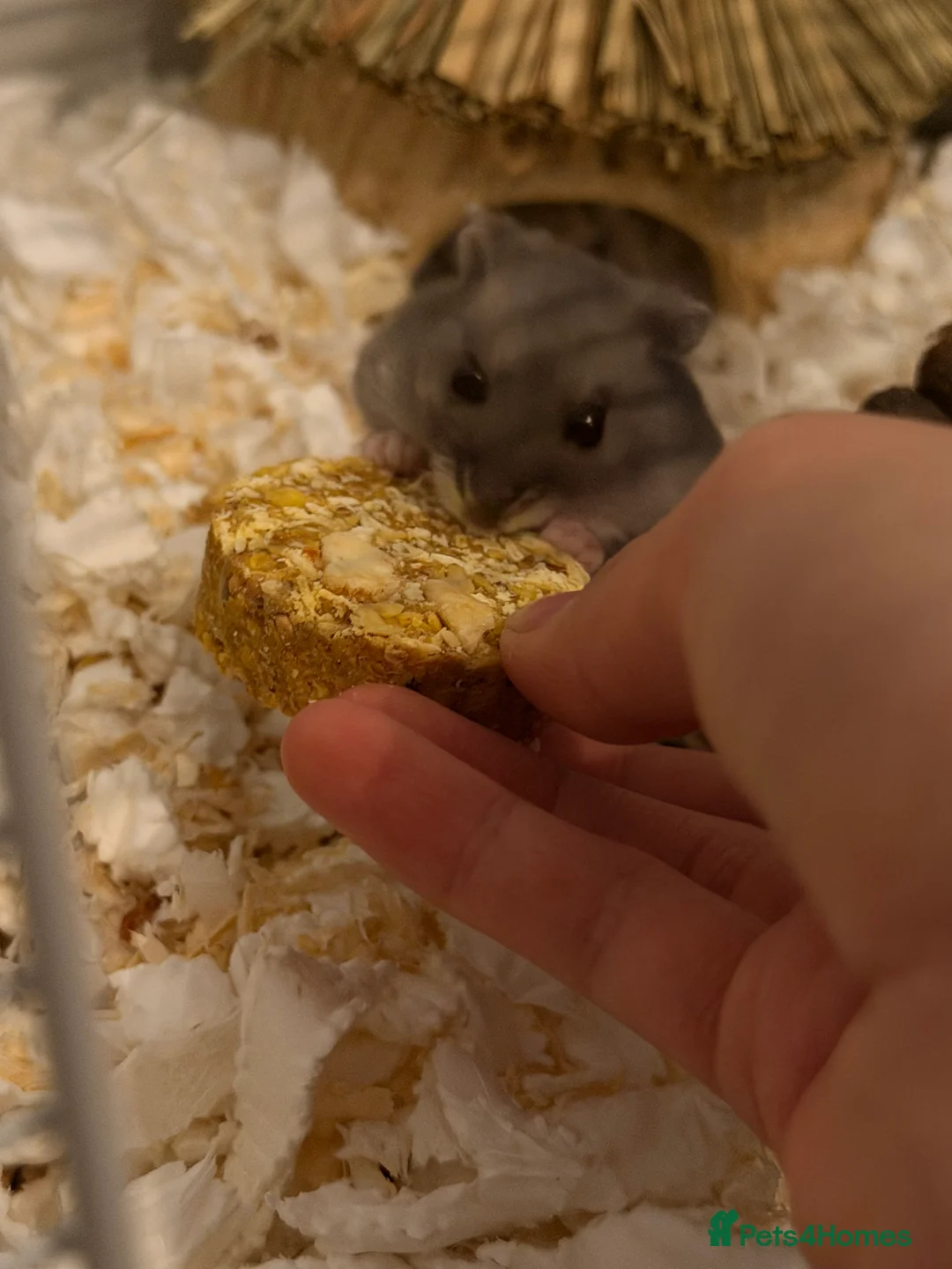 Hamster rodents for sale: Campbell hamster come with everything - Advert 2