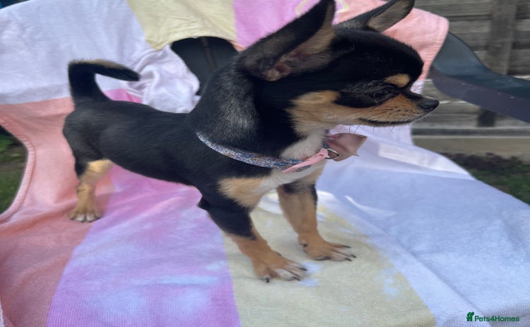 Chihuahua dogs - Advert 9