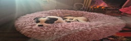 Jack Russell dogs for sale: Jack Russell pups  - Advert 7