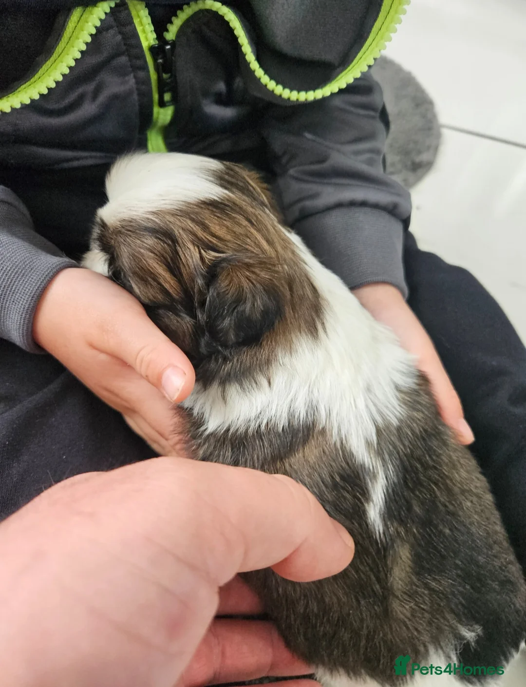 Shih Tzu dogs for sale: Shih tzu puppys - Advert 5