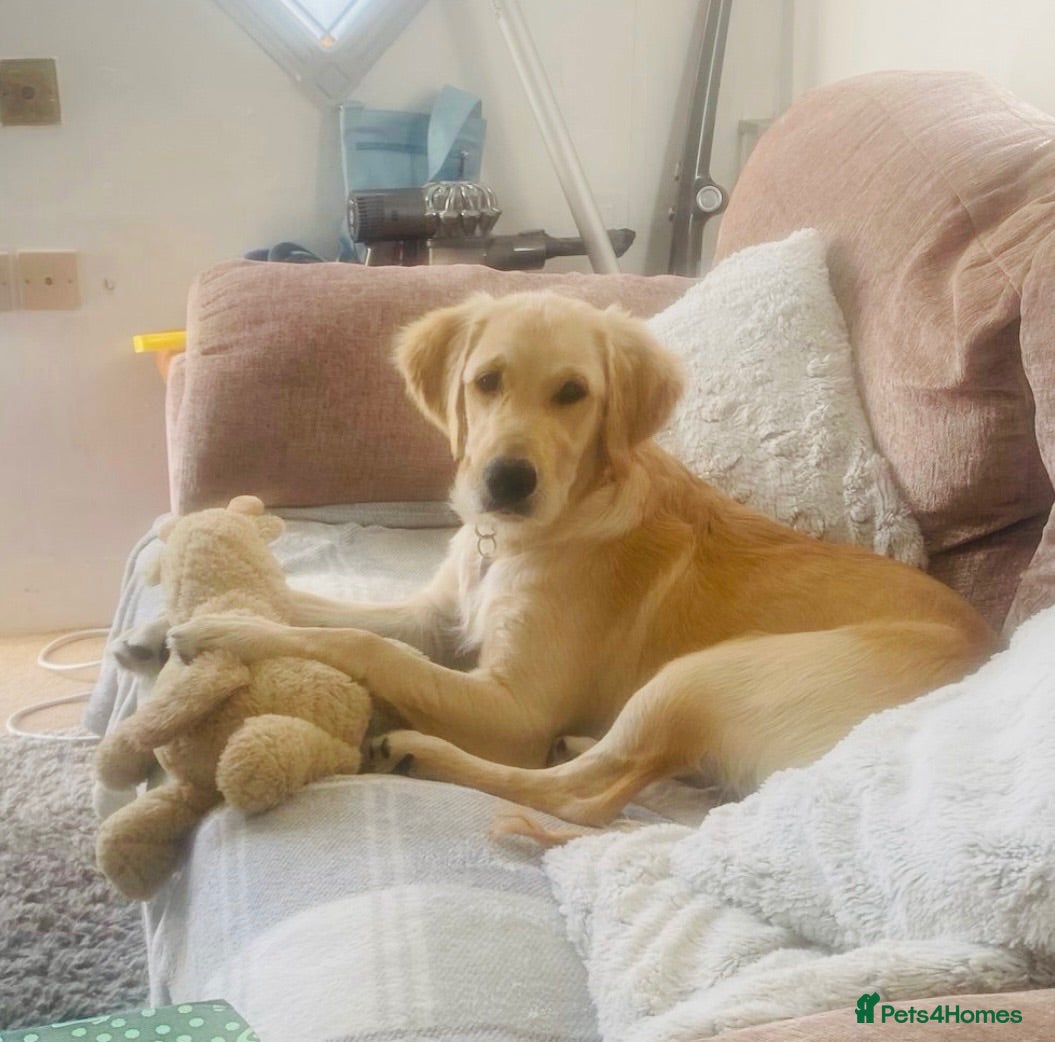 Golden Retriever dogs Female 6 month old Golden Retriever  - Advert 1