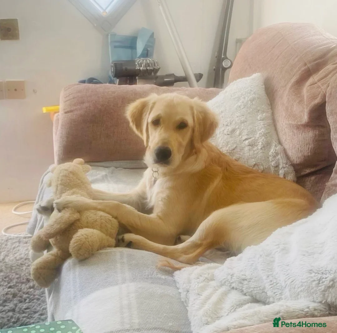 Golden Retriever dogs for sale: Female 6 month old Golden Retriever  in Biggleswade - Advert 1
