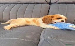 Cavalier King Charles Spaniel dogs for sale: ⭐Cavalier Boy -0% COI & Fully Health Tested⭐ - Image 11