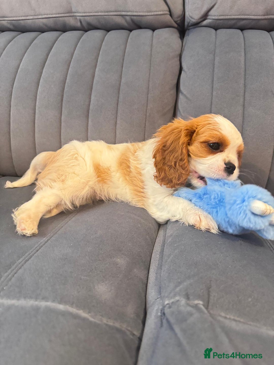 Cavalier King Charles Spaniel dogs for sale: ⭐Cavalier Boy -0% COI & Fully Health Tested⭐ - Image 11
