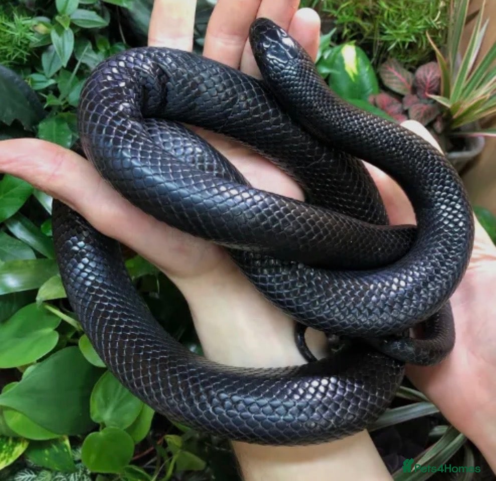 King Snake reptiles for sale: Mexican King Snake - One Year Old  - Advert 1