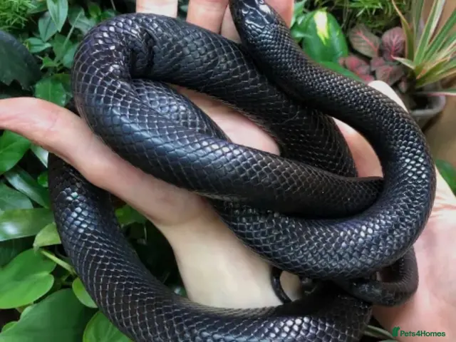 King Snake reptiles for sale: Mexican King Snake - One Year Old - Advert 1